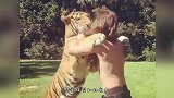 小伙给2只老虎喂奶，谁料老虎直接扑了上去，镜头拍下惊险一幕！