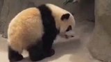 用全部体重抵抗回家的大熊猫有点萌
