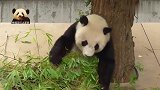 乖萌的熊猫旦旦吃饱就当睡神，小短腿儿和尾巴特写好可爱