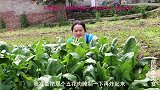 苗大姐生菜包五花肉，一口一块，摄影师口水出来了，还是猪肉好吃