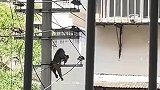 猴子爬上电线杆，被电的花火四溅