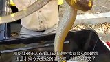 藤蛇倒地装死侮辱伯劳鸟的智商，谁知被伯劳鸟一眼识破