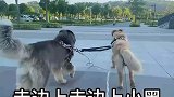 男生让两只狗狗拉着车带他出去兜风