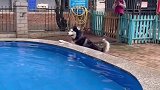 狗狗想去专用泳池游泳