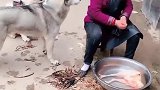 奶奶在家杀鸡，哈士奇看到后竟这样做，看完不许笑！