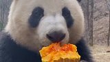 大熊猫吃东西，真是太治愈了，声音好酥脆！