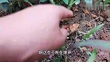涨见识了！夏天的藤本月季花还可以这样玩