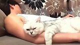 为啥不让男人养猫，看了猫咪的表现，还要啥女朋友呀