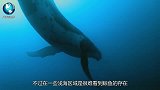 鲸鱼为何总是拼命想“上岸”？专家将它解剖后，人们脸色都发青了