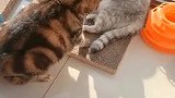 这只肥猫，打架可厉害了！