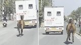 因生病的妹妹被接走 印度一匹马追着救护车跑了8公里
