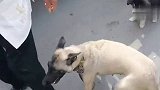 狗狗不肯被卖，依旧在挣扎，看着太心酸了！