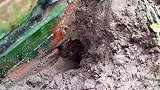 池塘里的黄鳝太狡猾了，怎么引诱就是不上钩，还能上钩吗