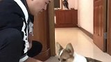 带训柯基来来来叫我摸一下你的小短腿