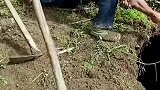 大哥养的老牛掉下百米深坑，接下来一番操作老牛都震惊了