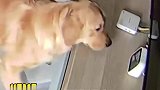 狗：听着小曲，吃着狗粮，美美睡个觉，这就是生活啊