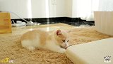 这猫啊，腿稍微短一点都不行！一条视频告诉你短腿小奶猫有多致命