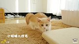 这猫啊，腿稍微短一点都不行！一条视频告诉你短腿小奶猫有多致命