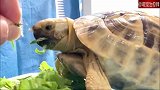 一只非常有想法的龟，不喜欢吃的就是不吃，有被可爱到！