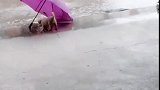 狗：你是我家的伞，不准跑！