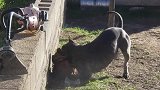 坏坏的斗牛犬欺负弱小，腊肠狗狗被挤在墙角都没有反抗的能力