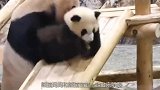 熊猫宝宝玩野了不愿回家，惨被妈妈抛弃，小熊猫慌慌张张找妈妈