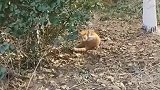 猫：不好！被偷拍了，好尴尬呀！