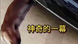 神奇的一幕，狗子钻进排气管