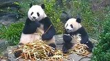 熊猫, 妈妈, 再给我根笋