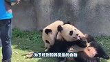 两只熊猫宝宝刚爬上树，“啪”一声树断了，下一秒忍住别笑