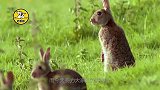 仅存于中国的兔子，以稀有植物为食，现已濒临灭绝