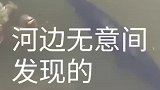 在河边无意间发现了一条大鱼