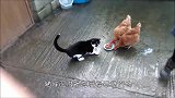猫和大公鸡打架，看到结局，终于知道谁才是真正的老大！