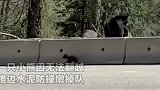 严厉的母爱！小熊穿马路被围栏所困，熊妈妈的抉择令人深思！