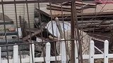 猫爸猫妈生活的环境