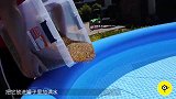 把10000个海洋球放入粉碎机中会怎样 粉碎机 有些塞牙!