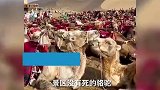 敦煌骆驼疑似被人骑死了？景区：轮班制，倒地打滚是在休息
