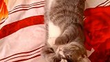 这猫天天躺在床上，老鼠也不抓！