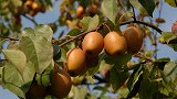 此梨速生丰产，打破“桃三杏四梨五年”常规，知道的农民都抢着种