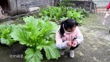 丫丫今天做麻椒鸡，买到一只老母鸡，炖了好久，太有嚼劲了