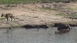 动物世界：在水坑处驻足的鬣狗