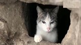 住在地下室的小猫，听到接头暗号，立马探出小脑袋