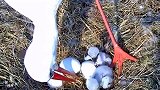 宝宝破壳了，白鹳妈妈细心的照顾他们，伟大的母爱