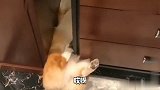 狗子被卡住了，那表情真搞笑