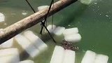 温度太高，鱼苗出现死亡，老板无奈买来大冰块给鱼塘降温