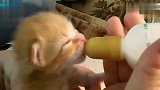 如此娇小可爱的小奶猫喝奶，下一秒小奶猫的反应，超萌