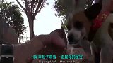 流浪狗妈知道病重的宝宝时日无多,紧紧地抱着它不撒手,舍不得啊