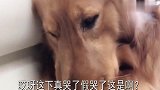 主人伤了金毛的心,爸爸道歉金毛也不原谅,躺沙发上哭了让人心疼