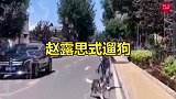 赵露思又牵别人家狗子了，这遛狗方式也太绝了，是人遛狗还是狗遛