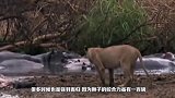 狮子跟河马单挑，撕咬了数十分，河马却在水中一动不动表情惬意